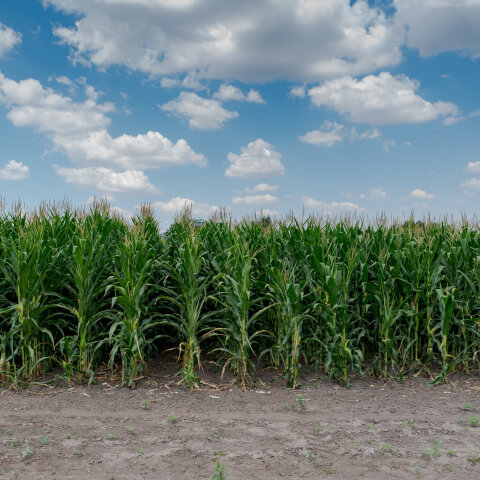 Elérhetőek a GOSZ–VSZT–NAK kukorica fajtakísérlet eredményei